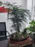 瀚林怡景（HANLINYIJING）文竹盆栽山水盆景植物室内客厅桌面办公室绿植花卉云竹四季常青 文竹-紫砂盆-木座 实拍图