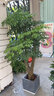 Only you【2小时达】发财树大型盆栽绿植花卉室内客厅办公室开业乔迁送礼 富贵树 实拍图