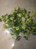 绿荫巷子幸福树绿宝绿植盆栽桌面植物办公室客厅吸甲醛好养易活四季常青 1.2米【加仑盆+托】落地幸福树 实拍图