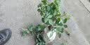 花大花月季花苗绿植嫁接四季好养欧月庭院阳台盆栽花卉好养活 绯扇 月季小苗 不含盆 实拍图