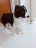 憨憨乐园狗狗玩具足球边牧宠物小狗中大型犬柯基互动耐咬解闷训练玩具用品 实拍图