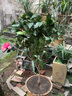 盆栽茶花苗 四季香妃茶花浓香型山茶花树庭院室内好养五色赤丹茶花树苗花卉植物 红赤丹 5年苗花期花苞多多 实拍图