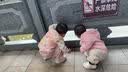 aqpa【95白鸭绒&三防】羽绒背心秋冬保暖羽绒服儿童装男女童宝宝马甲 萌兔奇缘 90cm 实拍图