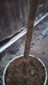 【买一送一】车厘子树苗嫁接大樱桃树苗庭院阳台南北方种植果树苗 智利车厘子 2.5公分粗带分枝【收到1颗苗】 实拍图
