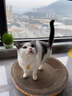 VetWiz新西兰进口辅酶Q10猫咪狗狗宠物专用保护心脏肥大护心猫狗通用 2瓶改善装【养心护心】 进口辅酶Q10【养护心脏】 实拍图