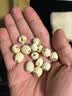 聚和泰新货肇庆芡实无臭欠实鸡头米去皮茨实半开芡实茯苓薏米中药材 芡实200克+茯苓150克 实拍图
