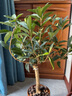 桂花树苗桂花苗盆栽金桂四季桂室内外浓香型阳台花卉绿植庭院盆景植物 四季桂【四季开花浓香】 6年苗【花满树粗壮】 实拍图