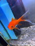 博宇（BOYU）鱼缸潜水泵水族箱流水器抽水底过滤器循环鱼池可调节水流小型水泵 FP-100 推荐高度20cm内小鱼缸配管0.5米 实拍图