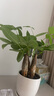 花友发财树盆栽办公室盆栽室内客厅桌面绿植小盆景发财树植物花卉 花好月圆陶瓷花盆+三杆发财树 实拍图