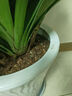 大号特大号高筒陶瓷花盆发财树天堂鸟大口径30以上绿植大花盆 低腰大套金腰线(中号) 实拍图