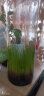 西洲曲鱼缸水草种子生态玻璃瓶植物种籽孑水培阴性真草装饰造景套餐懒人 牛毛草水草5000粒+营养液 实拍图