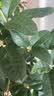 开时果 四季桂花树苗盆栽老桩浓香型花卉 室内植物客厅阳台好养绿植盆景 【家居点缀】精品桂花/40-50cm+郁金香瓷盆 基地直发 实拍图