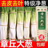 山东章丘大葱新鲜10斤蘸酱卷饼铁杆大葱5斤脆葱非圆洋东北红葱头 含箱5斤 【12H现挖】去皮 实拍图
