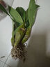 蓓莅鼓槌石斛 观赏盆 黄花卉绿植盆栽观赏鲜条棒槌石斛兰附生吊兰花 鼓槌石斛5-6苗 裸根不带土 实拍图
