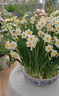 鑫意重瓣水仙花种球年宵绿植花卉室内水培桌面盆栽植物土培种球水仙 优选复瓣1个，多花品种 18-20CM+肥料1包 实拍图