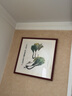 紫腾随轩齐白石装饰画新中式客厅背景墙面挂画卧室饭厅餐厅水墨虾壁画 白菜 60*60cm红木色实木框 实拍图