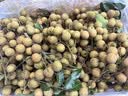 【高原夏菜】翠玉冬瓜800g 实拍图