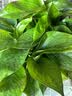 花行榜绿萝盆栽室内植物新房家用净化空气水培绿植花卉大叶吊兰源头直发 实拍图