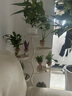 开时果 水培植物办公室内桌面盆栽 水养绿萝水生花植物绿植源头直发包邮 铁线蕨（含玻璃瓶+竹托） （加赠 营养液） 实拍图