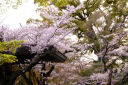 腾龙（Tamron）B070X 17-70mm F/2.8 Di III-A VC RXD防抖大光圈富士微单镜头风光人像旅行（富士X口） 实拍图