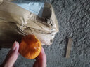 尔蝶广西砂糖橘桔子蜜橘10斤新鲜水果当季薄皮沙糖桔整箱橘子 精选1斤装 净重0.8斤 实拍图