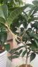 开时果 四季桂花树苗盆栽老桩浓香型花卉 室内植物客厅阳台好养绿植盆景 【家居点缀】精品桂花/40-50cm+郁金香瓷盆 基地直发 实拍图