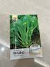 绿林花语四九菜心种子菜苔蔬菜种籽四季食用家庭阳台种植农家速生菜 实拍图