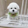 宁宠 比熊犬比熊幼犬白色宠物狗狗活体小狗崽活物茶杯犬狗小型犬 混血级 公 实拍图