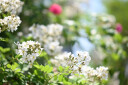 MEKE55mmf1.4自动对焦镜头大光圈APS-C半画幅适用微单Z卡口Z30，E卡口ZVE10II，X卡口XT50 索尼E卡口（现货） 52mm 实拍图