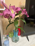 盛世泰堡玻璃花瓶透明植物插花瓶水培客厅摆件彩色渐变蓝蒜头 实拍图