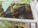 德沃多肥料纯草木灰2.5kg纯正钾肥农家肥有机肥料植物营养土壤种植土有机肥 实拍图
