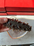 珍品堂 大连即食海参 底播辽参 开袋即食独立包装海参即食 送长辈礼物品 【营养滋补 中规格】即食海参1斤14-16只 实拍图