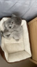 憨憨宠 狗窝猫窝冬季宠物窝可水洗泰迪狗窝中小型犬沙发狗床猫咪窝 羊羔绒方形窝M号 实拍图