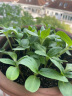 花沃里 盆栽矮向日葵种子 花卉种子家庭盆栽向日葵阳台校园花坛约30粒 实拍图