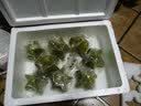 璋玖牯（顺丰现发）漳州下河乡甜杨桃头茬新鲜当季儿童孕妇水果精选大果 5斤装（9-12个） 实拍图