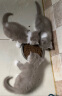 艾尔（Aier）猫粮星期六全价牛油果美毛成猫幼猫通用猫粮 10kg20斤 实拍图