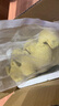 非常宠杜比亚蟑螂繁殖组幼体蜥蜴守宫乌龟龙鱼活饵饲料超樱桃蟋蟀 2-2.5cm （约600只） 实拍图