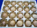 宛味宝散养谷物鲜鸡蛋 农场直供 单枚40±5g 20枚装 晒单实拍图