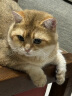 网易严选B太视频同款全价冻干双拼猫粮幼猫成猫天然无谷粮猫咪食品7.2kg 实拍图