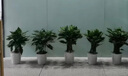 胡丽大型绿植客厅大盆栽室内客厅绿植盆栽办公室盆栽开业乔迁送礼绿植 万年青50-60厘米 含盆 实拍图