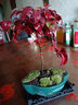 开时果 火焰南天竹桌面植物盆栽 室内冬季耐寒红叶绿植书房禅意创意摆件 【推荐款】白玉圆陶盆+苔藓+底托 实拍图