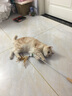 多可特逗猫棒长杆木柄伸缩羽毛逗猫棒替换头猫咪用品猫玩具耐咬逗猫器 可伸缩（一杆+1个羽毛头） 实拍图