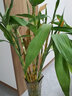 绿有意富贵竹水培植物转运竹花卉绿植室内盆栽绿水养带根鲜花发萝财 含瓶75-85cm10棵+玻璃瓶+营养液 不含盆 实拍图
