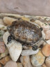 萌龟饲家中华黑腹金线 情侣一对草龟小乌龟活体水陆观赏中华草龟墨龟活物 6-7厘米超好养 2只情侣龟 100克龟粮 实拍图
