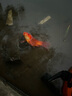 光威（GW）3.6米金纹龙鲫升级28调鲫鱼竿鱼竿手竿超轻超细超硬台钓竿钓鱼杆 实拍图