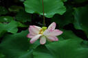 宾得PENTAX-D FA单反相机镜头 适用于宾得K-1 Mark II K-1 K-3 III 宾得HD DA55-300 PLM WR 实拍图