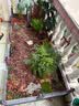 原起点50cm加大阳台种菜箱长方形塑料花盆户外蔬菜种植神器室外花箱花槽 单层双排8联箱(200*80*21） 实拍图