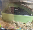 布卡星仓鼠厕所小黄鸭BeanDuck联名款奶酪浴室金丝熊沐浴洗澡专用 实拍图