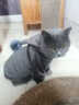 Lanswood 猫咪衣服防掉毛猫衣服冬保暖布偶猫无毛猫衣服搞笑狗狗宠物衣服 主图款【复合卫衣】灰 M (建议5-8斤背长30胸围39-44cm) 实拍图