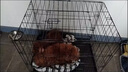 狗笼子室内带厕所分离家用便携中型犬小型犬笼子泰迪比熊狗笼 珍珠黑-笼子+接便盘 61*42*50(20斤以内） 实拍图
